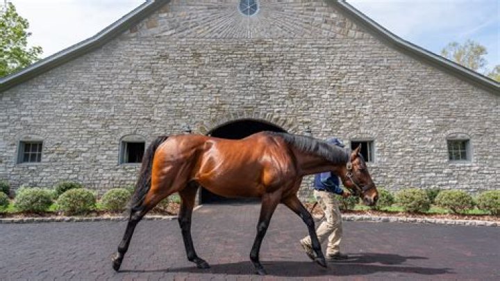 American Pharaoh Goes Off To Stud.... Will Proceed To Earn Lots And Lots Of Money