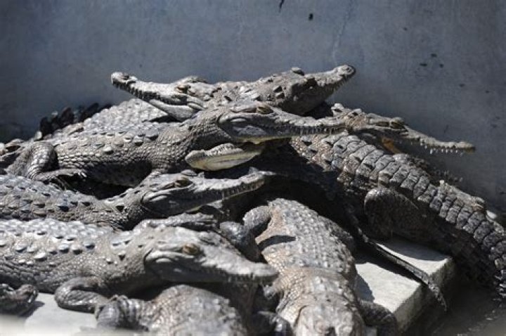 Meet The $690 Million Crocodile Farmer Who Is Facing A Major Problem With The U.S. Treasury