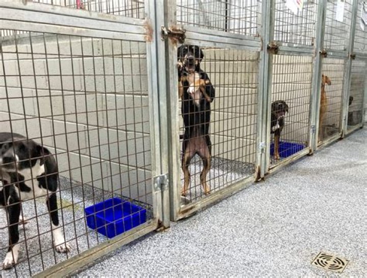 Wife Of U-Haul Billionaire Dumps 7 Dogs At Shelter, Refuses To Pay For Medical Care